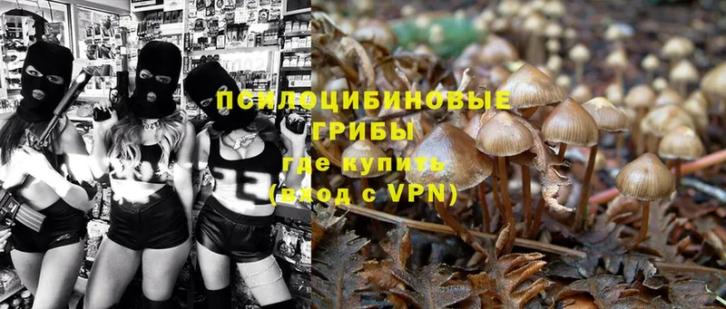 Псилоцибиновые грибы Psilocybe  Камень-на-Оби 