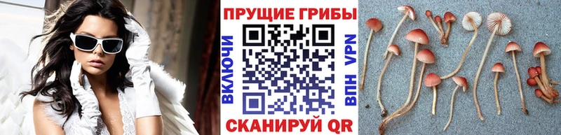 Псилоцибиновые грибы Cubensis  Камень-на-Оби 